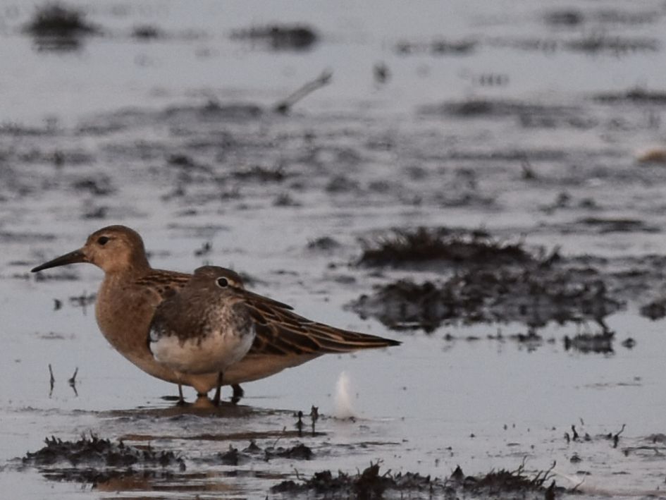 2 vogels in de onnerpolder Groningen